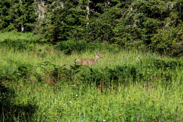 istock Doe deer in a grassy clearing walking in to treeline 985375102