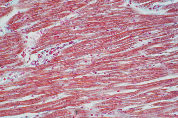 istock Histology of human cardiac muscle under microscope view for education 985375154