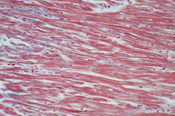 istock Histology of human cardiac muscle under microscope view for education 985375156