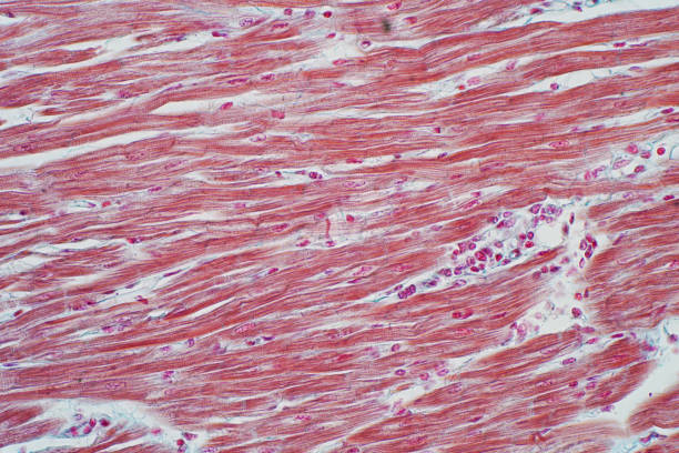 istock Histology of human cardiac muscle under microscope view for education 985375192
