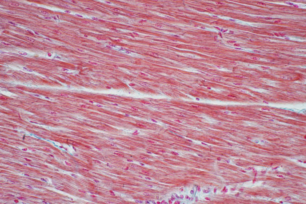 istock Histology of human cardiac muscle under microscope view for education 985375198
