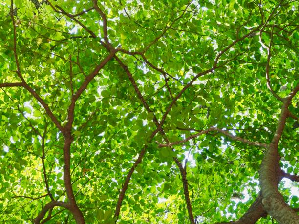 istock Fresh green leaf of Korea 985379114