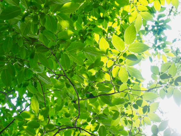 istock Fresh green leaf of Korea 985380720