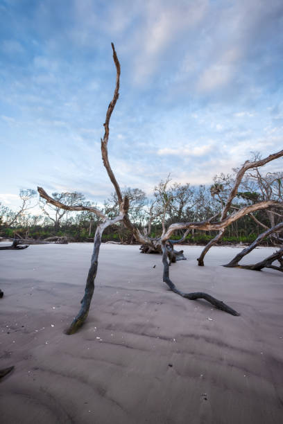 istock Driftwood sunrise in North Florida 985384604