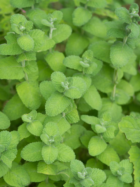 apple come - mentha rotundifolia foto e immagini stock