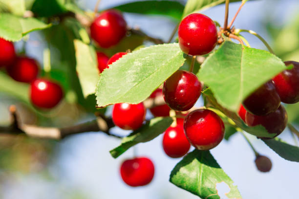 istock Cherry tree in the sunny garden. 985389838