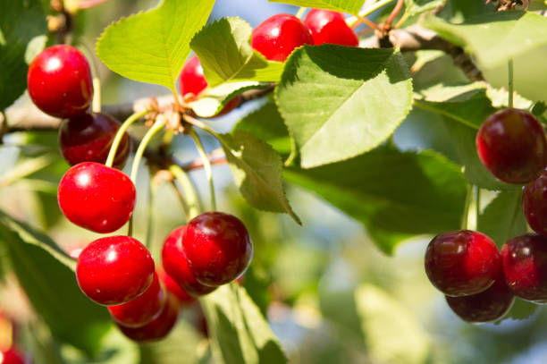 istock Cherry tree in the sunny garden. 985390250