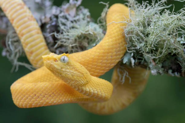 istock Yellow Eyelash Viper Snake (Bothriechis schlegelii) hanging from lichen covered branch 985390784