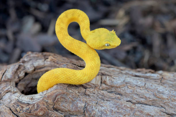 노란 속눈썹, 바이퍼 뱀 (bothriechis schlegelii)는 "s" 모양 만들기 - eyelash viper 뉴스 사진 이미지