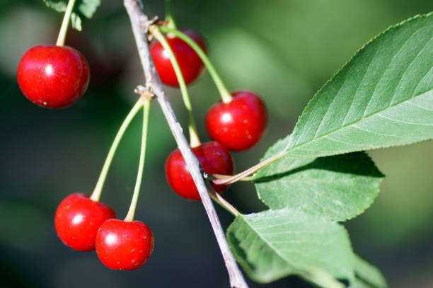 istock Cherry tree in the sunny garden. 985393566