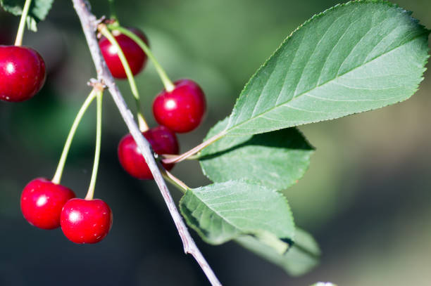 istock Cherry tree in the sunny garden. 985393600