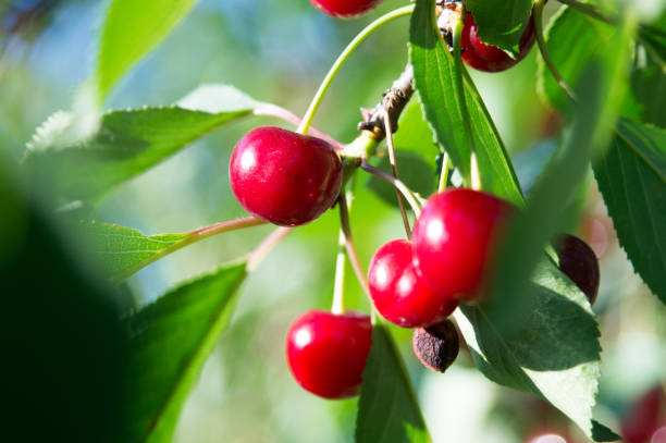 istock Cherry tree in the sunny garden. 985393770