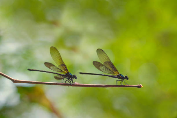 istock macro close up of dragonfly sitting on a twig 985409476