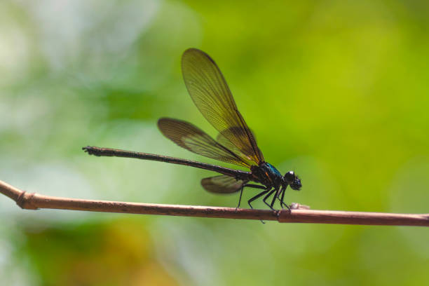 istock macro close up of dragonfly sitting on a twig 985409502