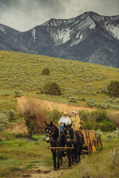 istock Utah ranchers on wagon and horse 985417808