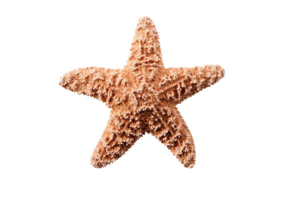 istock Small starfish seastar isolated on white background 985420838