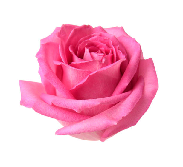 istock flower of isolate pink rose head 985425324