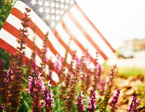 Wide angle view of salvia plants growing in flowerbed with American flag