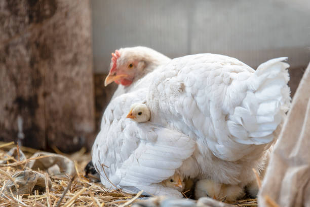 istock Little cute beautiful chickens lie under their mother's chicken 985432828