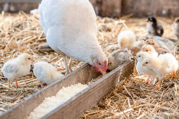 istock White chicken and little cute chickens in the cage 985432890