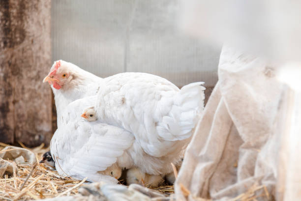 istock Little cute beautiful chickens lie under their mother's chicken 985432916