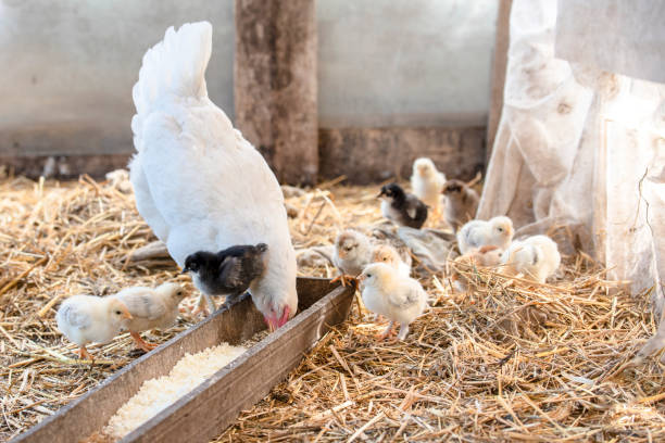 istock White chicken and little cute chickens in the cage 985432924