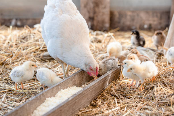 istock White chicken and little cute chickens in the cage 985433146