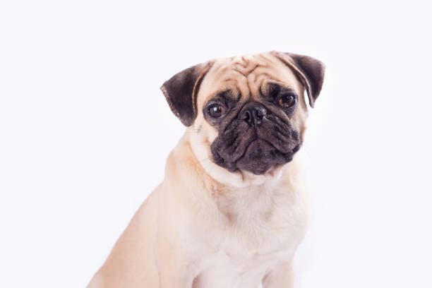 istock Cute pug dog feel boring 985449118