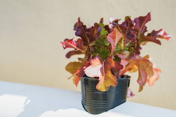 red batavia lettuce, salad leaves, in black plastic pot, selective focus
