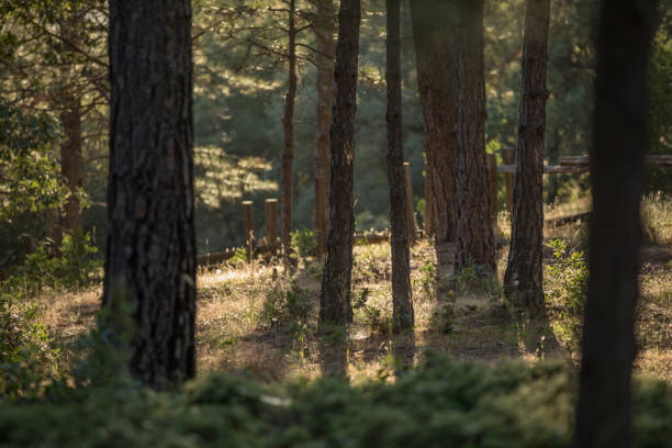 istock Californian Sierra Nevada: back lit forest 985455352