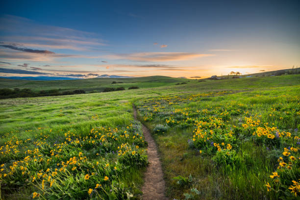 Arrowleaf Balsamroot at Columbia Hills State Park The Dalles, Mt Hood, Mountain, Dusk, North America balsam root stock pictures, royalty-free photos & images