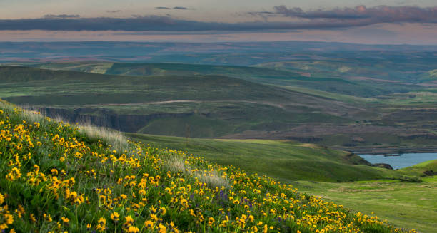 istock Arrowleaf Balsamroot at Columbia Hills State Park 985458788