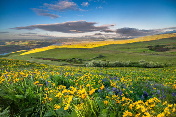 istock Columbia hills state park, Washington 985458878