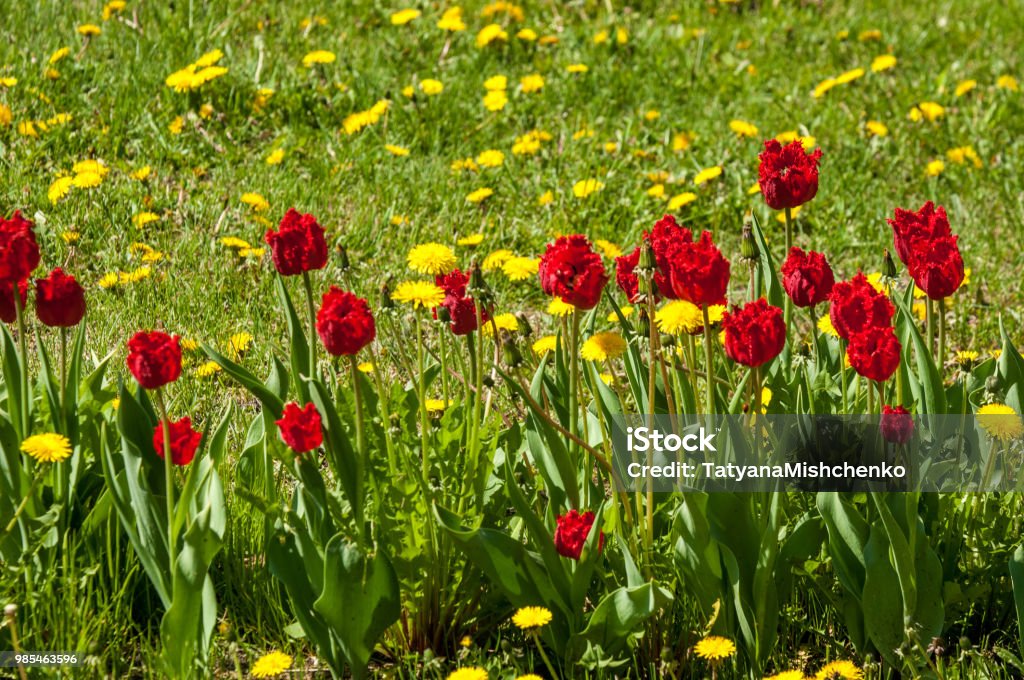 Paisaje De Primavera Con Flores Tulipán Hermoso Ramo De Tulipanes Coloridos Tulipanes Tulipanes En Primavera Colores Tulip Fondo De Tulipanes De Flor Hermosa Vista De Tulipanes De Color Foto de stock y Paisaje De Primavera Con Flores Tulipán Hermoso Ramo De Tulipanes Coloridos Tulipanes Tulipanes En Primavera Colores Tulip Fondo De Tulipanes De Flor Hermosa Vista De Tulipanes De Color Foto de stock y