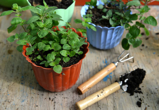 istock Melissa seedlings with gardening tools on the table 985473818