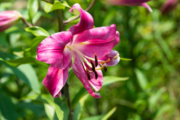 istock close-up of pink lily flower 985498856