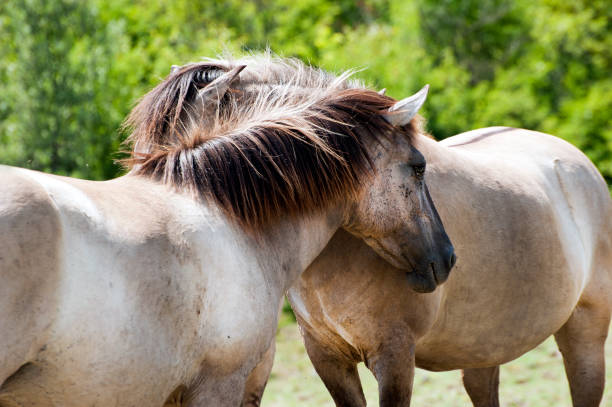 istock Tarpan Wild Horse Herd Bulgaria 985502292