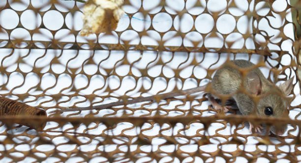 istock Rat in cage mousetrap 985503278