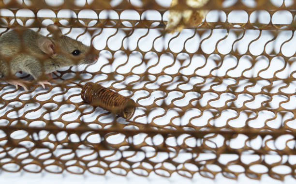 istock Rat in cage mousetrap 985503298