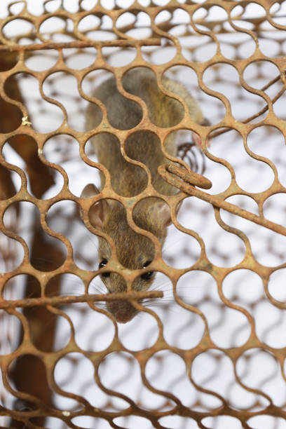 istock Rat in cage mousetrap 985503828