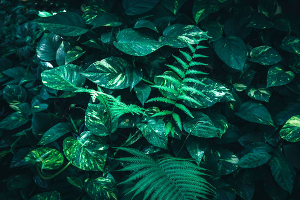 istock Tropical green leaves on dark background 985509328