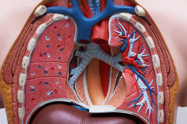 Close-up view of human chest model Close-up view of artificial human respiratory anatomical model liver failure stock pictures, royalty-free photos & images