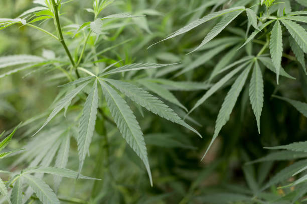 istock closeup on fresh green marijuana plants, cannabis on a dark background, 985518252