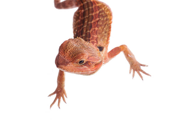 istock Red Bearded Dragon babies on isolated white background 985531360