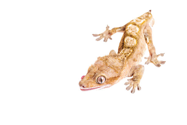 istock Newborn crested gecko on hand isolated white background 985534520