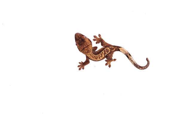 newborn crested gecko on hand isolated white background - gecko animal night wildlife imagens e fotografias de stock