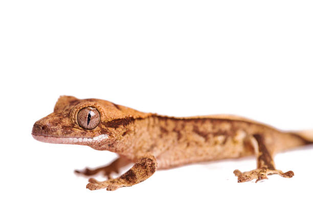 istock Newborn crested gecko on hand isolated white background 985534562