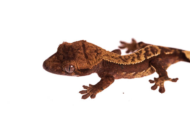 istock Newborn crested gecko on hand isolated white background 985534564
