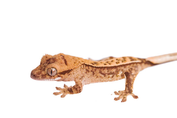 istock Newborn crested gecko on hand isolated white background 985534568
