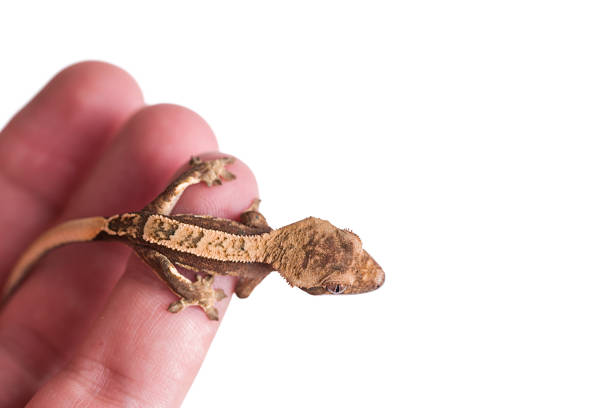 istock Newborn crested gecko on hand isolated white background 985534574